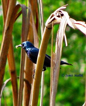 Purple Sunbird-Male (Cinnyris asiaticus)